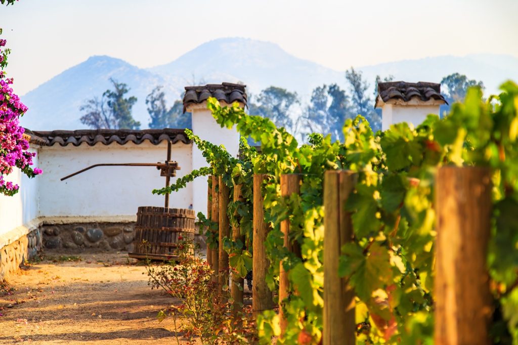 Organic vineyard located in the Maipo valley in the area around Santiago de Chile, sunny autumn day, Chile tours