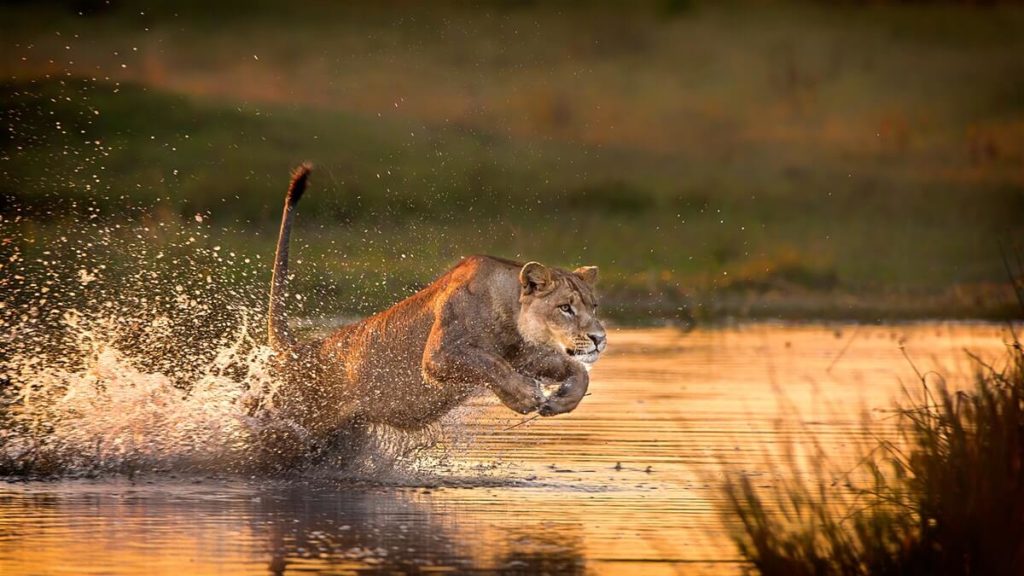 Lion leaping through floodwaters in the Okavango Delta