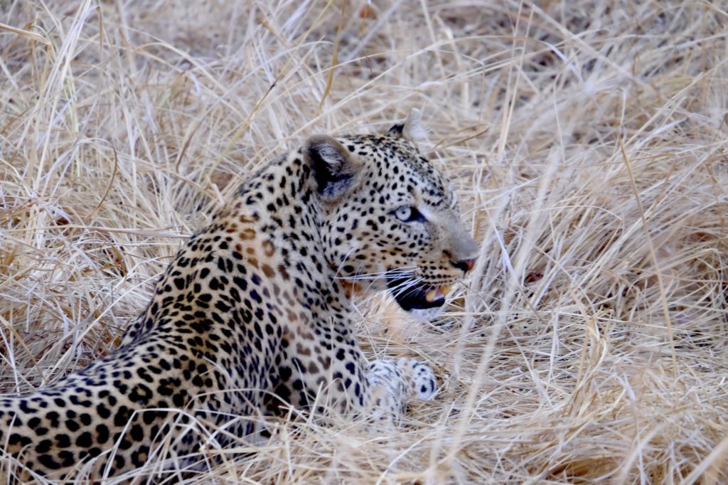 Female leopard at Puku Ridge, South Luangwa National Park, Zambia