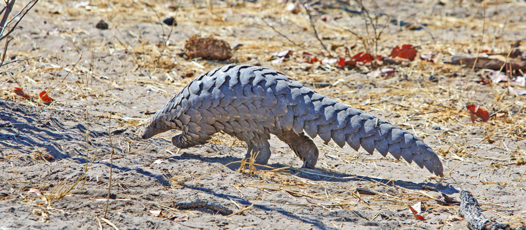 Pangolin are some of the rare wildlife in Zambia
