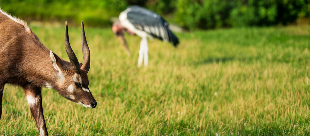 A sitatunga seen in Zambia with a caribou's stork in the background