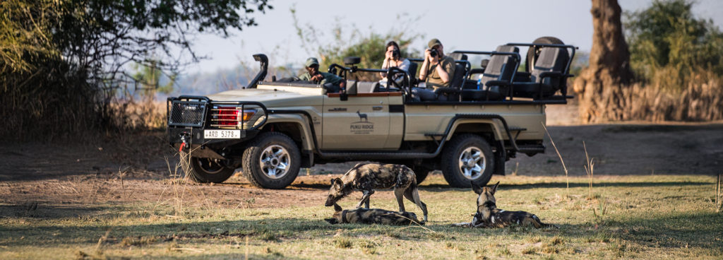 African wild dogs at Puku Ridge, South Luangwa National Park, Zambia
