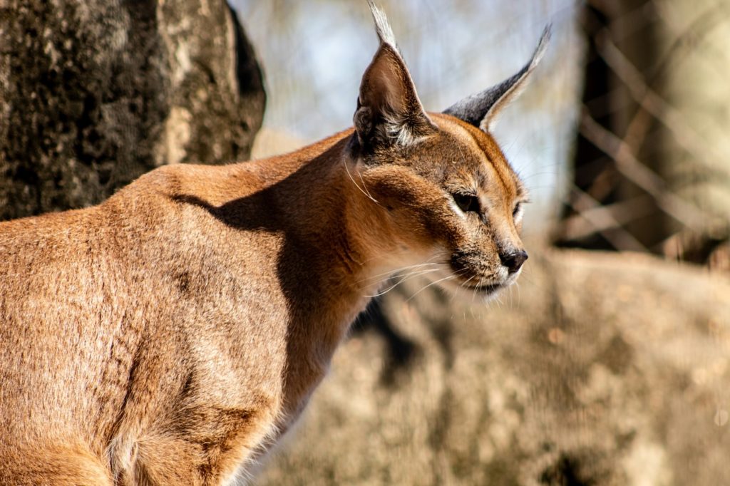 Rare caracal can be seen on a big cat safari in Africa