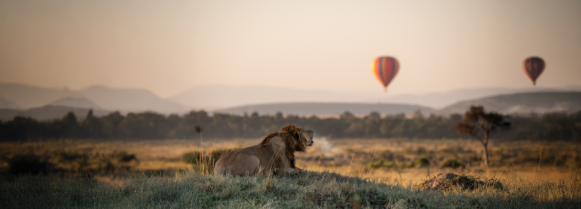 Hot-air balloons in flight over the Masai Mara with a lion in the foreground