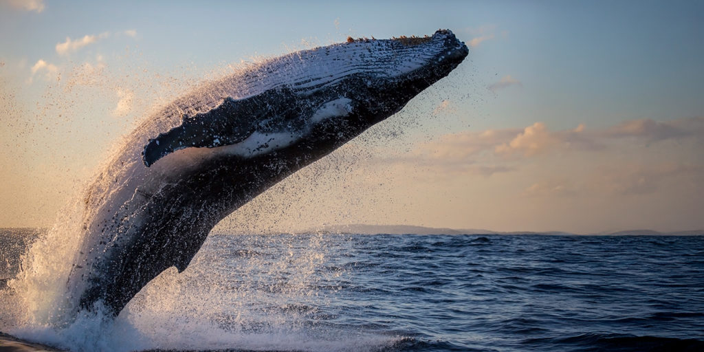 Humpback whale breaching off the coast of Cape Town, South Africa