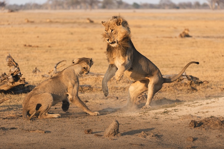 A pair of lions fighting in Hwange National Park, Zimbabwe