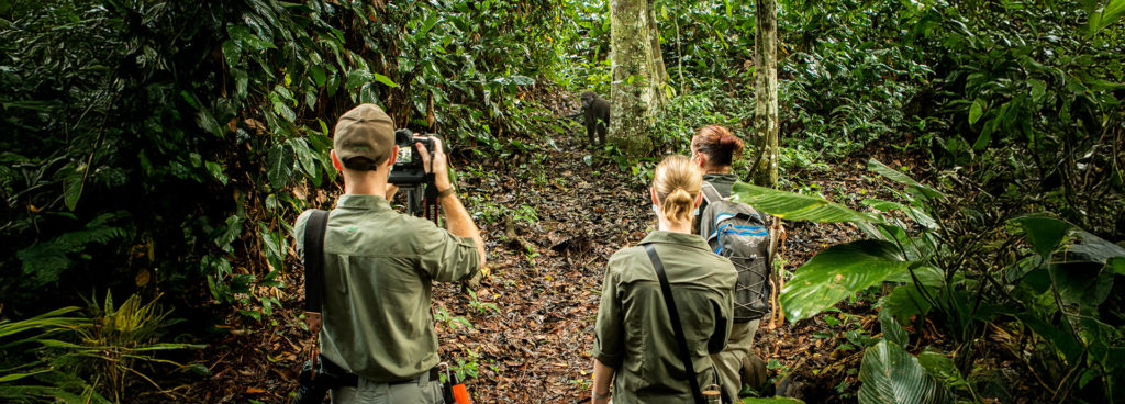 Congo gorilla trekking