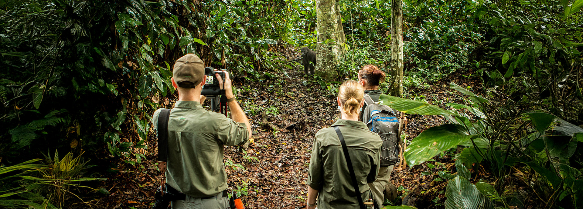 Congo gorilla trekking
