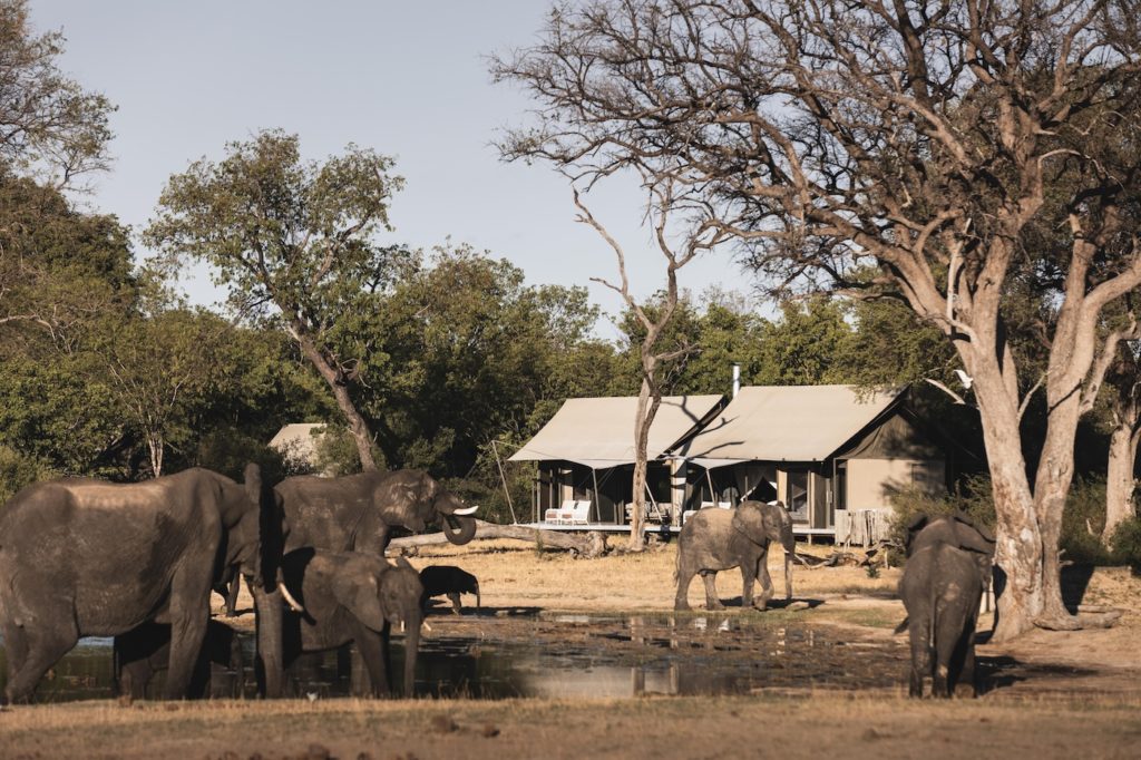 Elephants in front of Linkwasha Camp in Hwange National Park, Zimbabwe