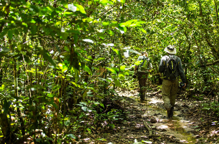 Gorilla Trekking Through The Congo Region To See Lowland Gorillas