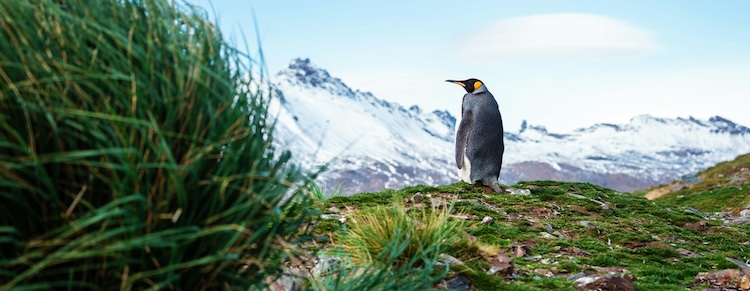 A Lone King Penguin Stands On A Grassy Hill On South Georgia Island