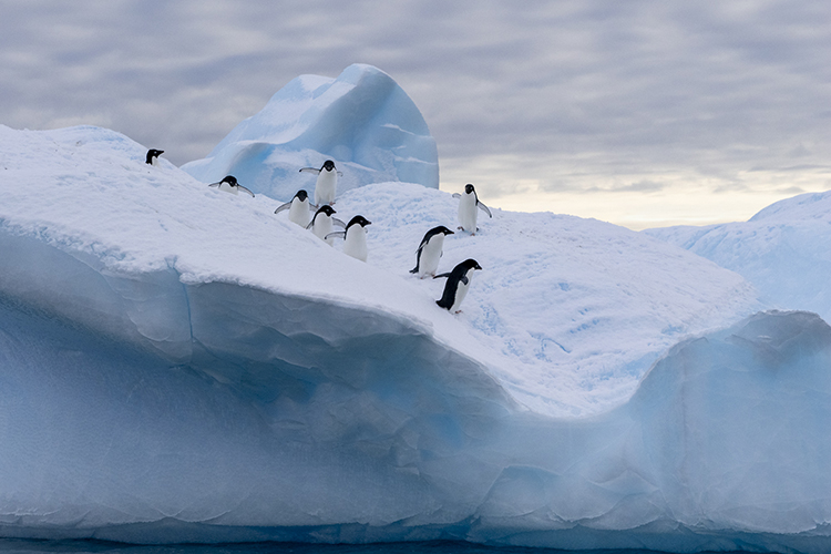 Gentoo penguins navigating an iceberg in Antarctica