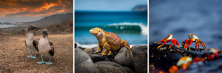 Galápagos blue footed boobies, a marine iguana on a rock and Sally Lightfoot crabs