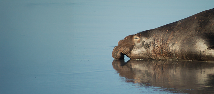 Elephant seal in South Georgia.