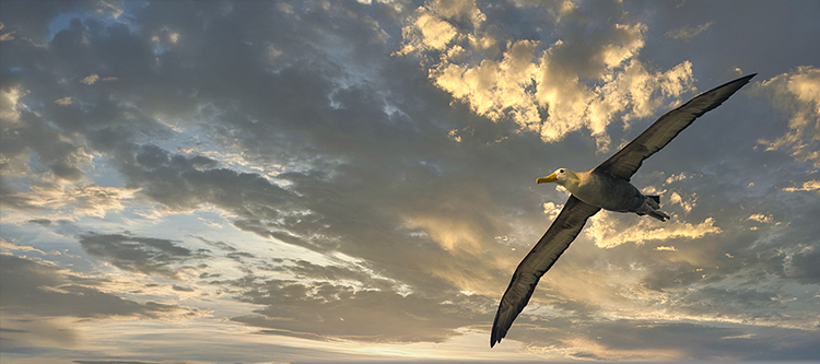 A waved albatross (Phoebastria irrorata), also known as Galápagos albatross flying over Española island, one of the Galápagos Islands in the Pacific Ocean. The species is endemic to the Galápagos islands.