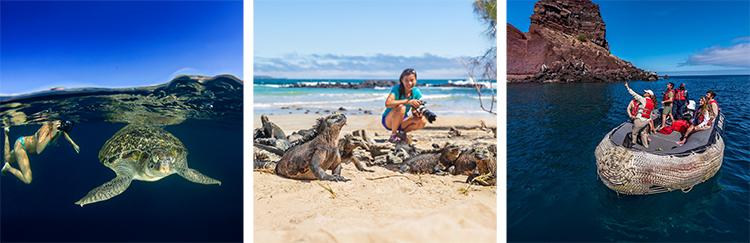 Tourists swimming with green turtles, photographing iguanas and exploring the coastline of the Galápagos
