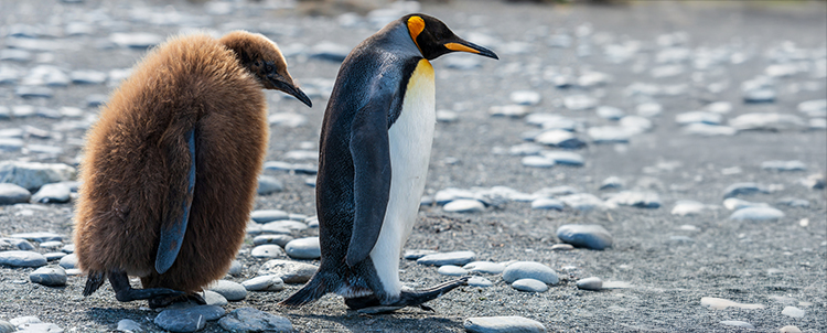 adult and juvenile king penguin in South Georgia