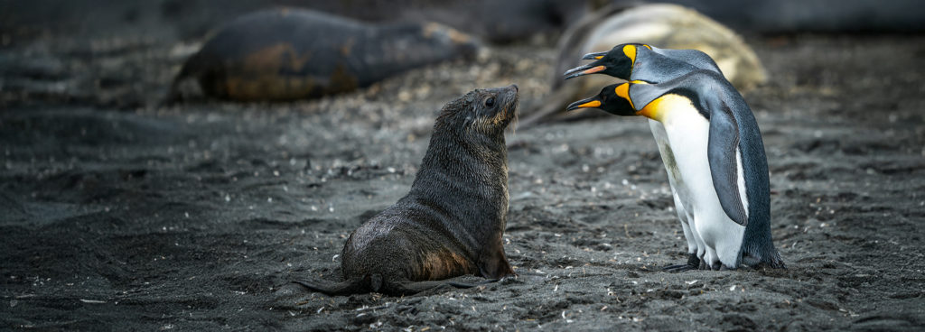 Three king penguins inspecting a baby seal pup