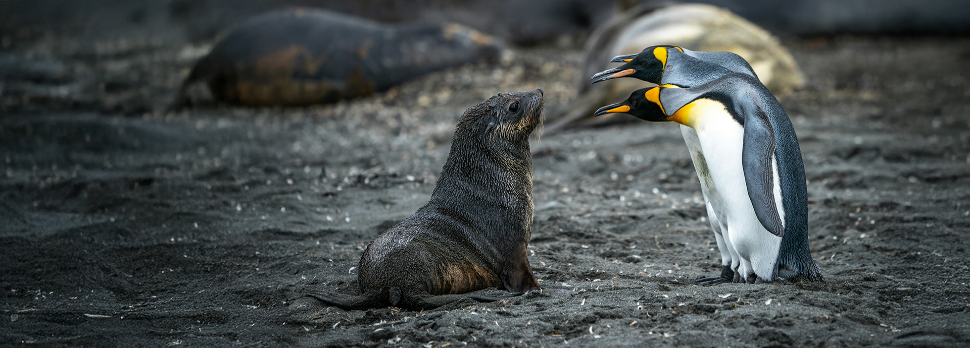 Three king penguins inspecting a baby seal pup