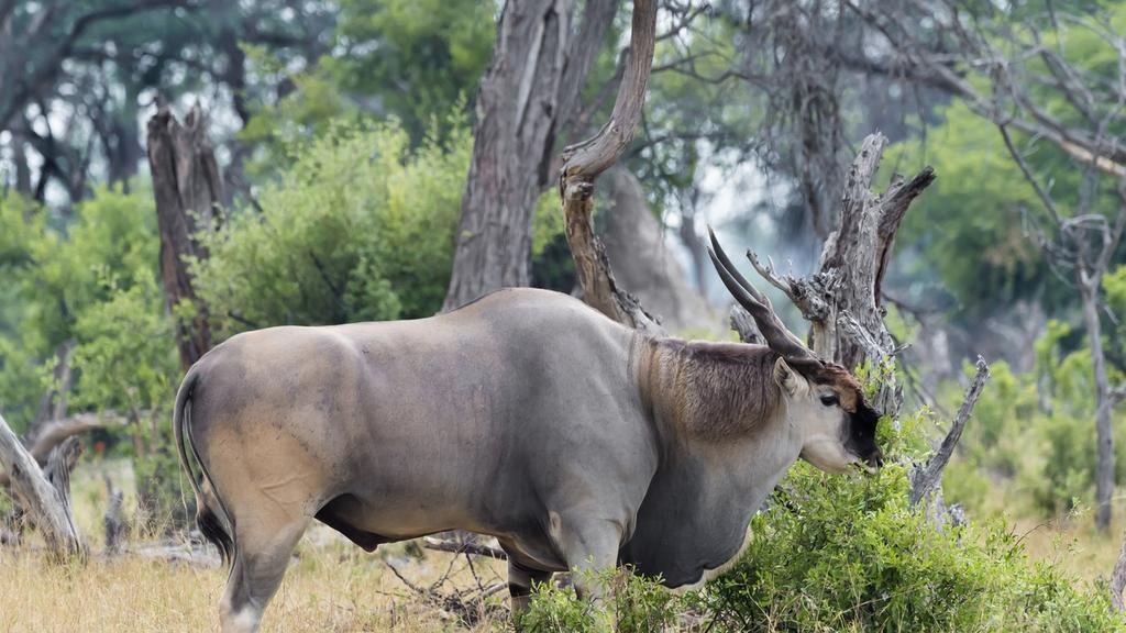 Eland antelope grazing among trees and bushes in the wilderness of Sapi Reserve, Zimbabwe, near Tembo Plains Camp.