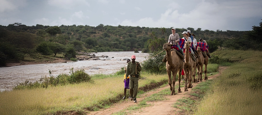 Camel trekking group led by Samburu guides follows a riverside path near Elewana Loisaba Tented Camp.