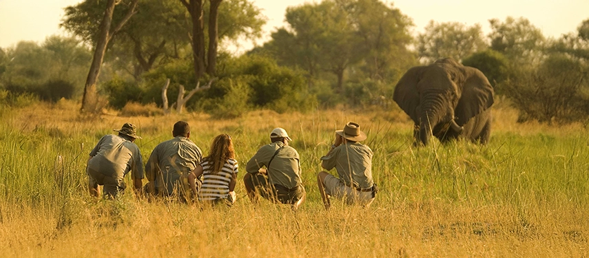 Safari group crouches in golden grass observing an elephant up close during a walking safari.