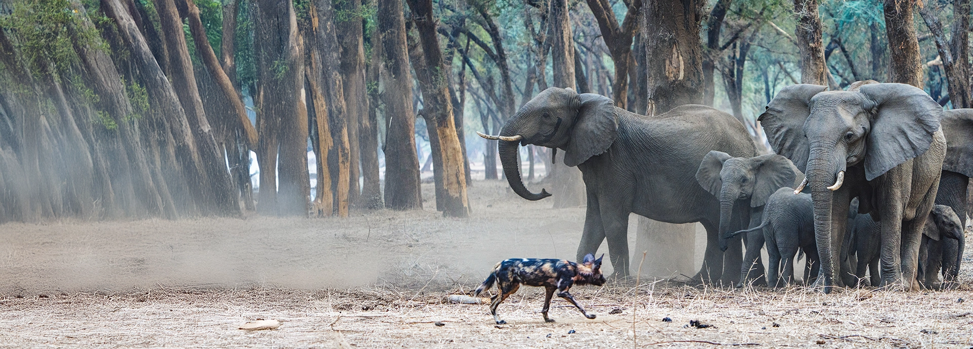 African wild dog trotting past a protective herd of elephants in a dusty Lower Zambezi woodland.