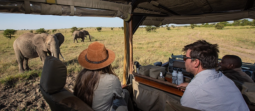 Safari vehicle approaching a herd of elephants on open savannah grasslands in the Maasai Mara.