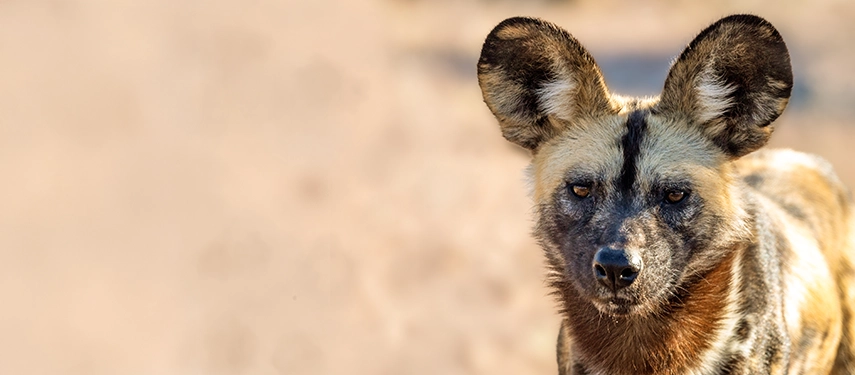 Portrait of an African wild dog with striking patterned coat and large rounded ears.