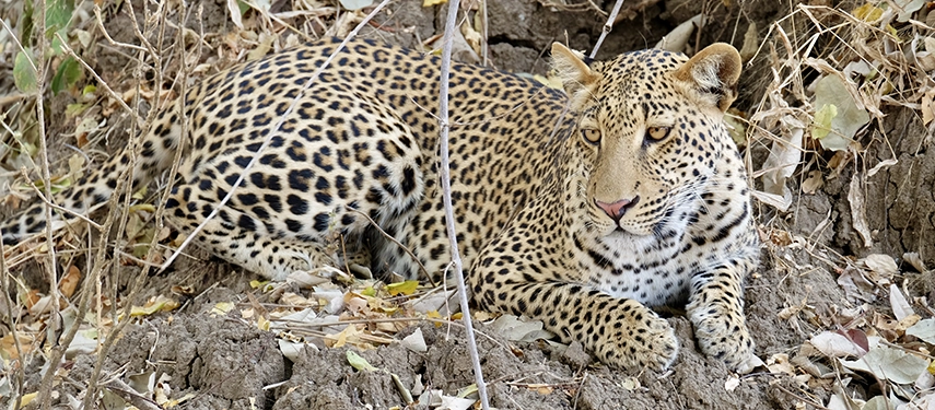 A leopard hunches on a dry riverbank in South Luangwa National Park, on a Zambia safari