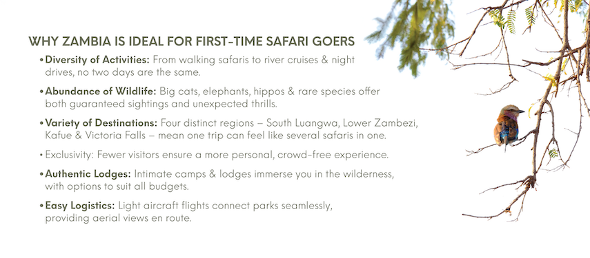 Why a Zambia safari is ideal for first-time safari travellers