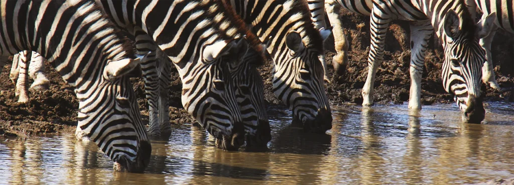 A herd of zebra drink from a waterhole in South Africa's Sabi Sabi PRivate Reserve