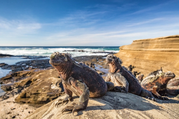 Marine iguanas basking on volcanic rocks overlooking turquoise surf in the Galápagos Islands.