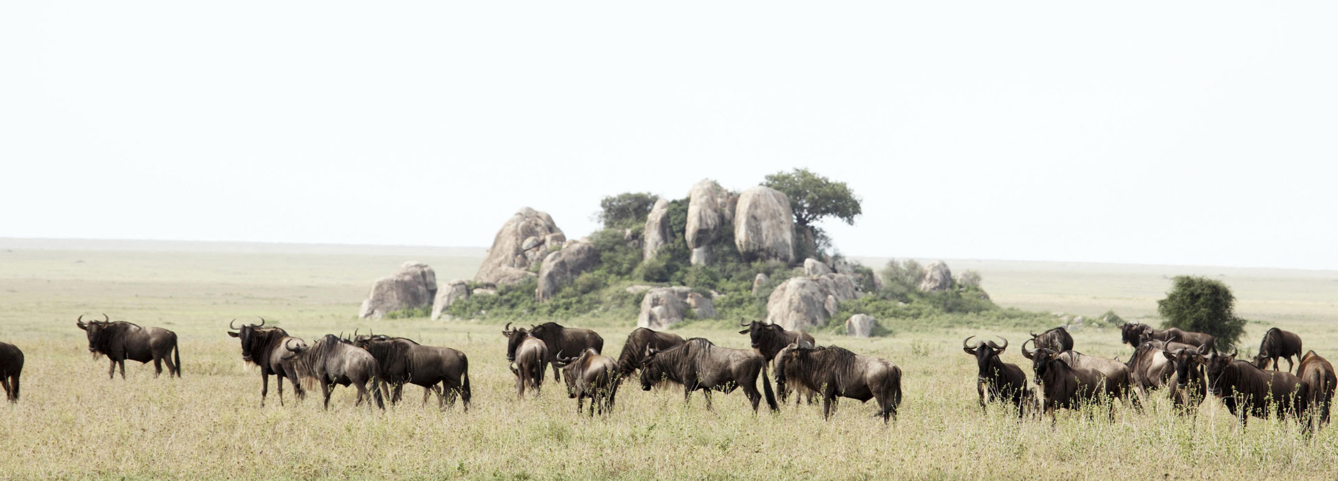 Wildebeest graze near a rock outcrop on the Serengeti