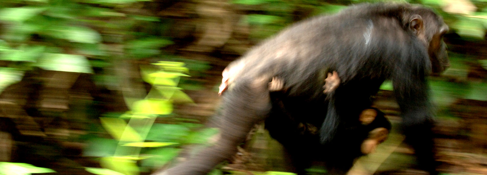 Baby chimp holds tight to mother's belly as she walks through the jungle at Greystoke Mahale