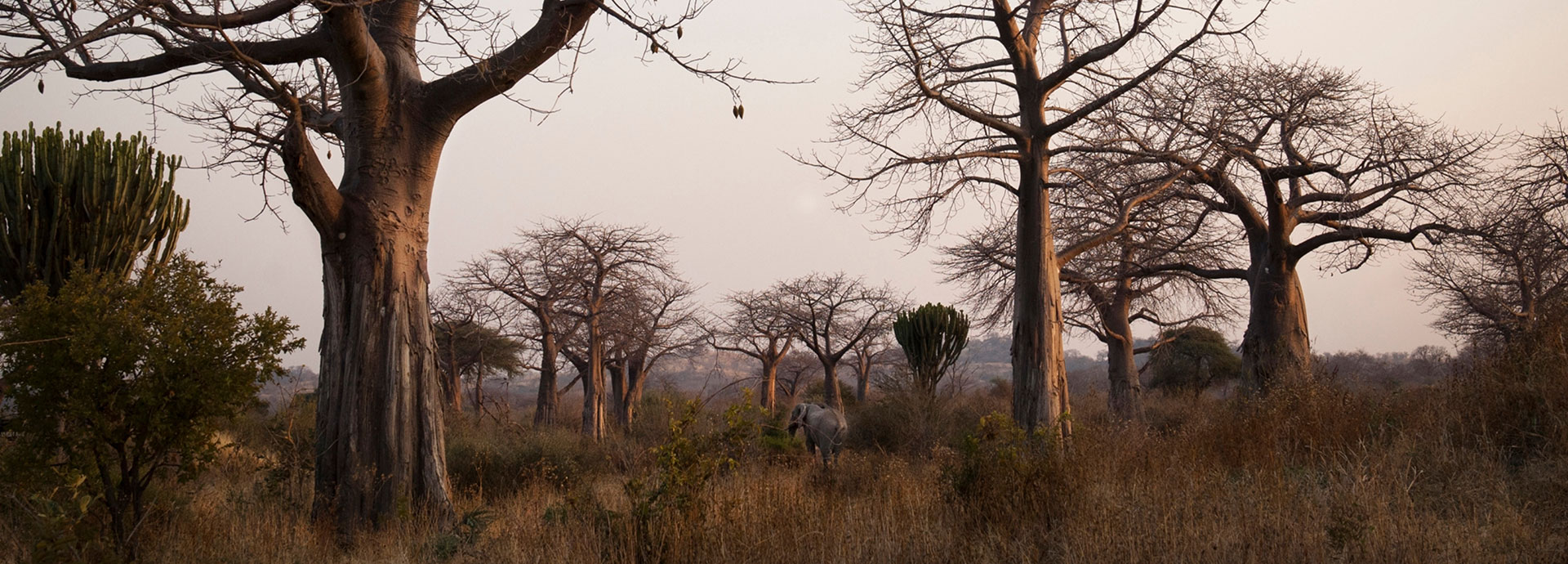 Towering ancient baobab trees in Ruaha National Park