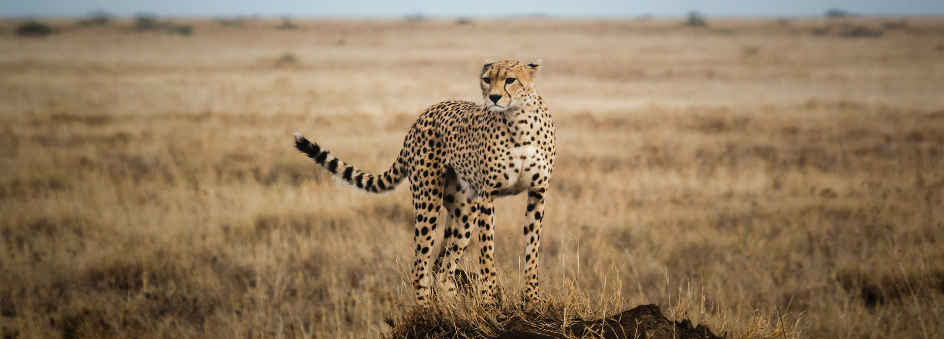 The majestic cheetah on the plains of Tanzania