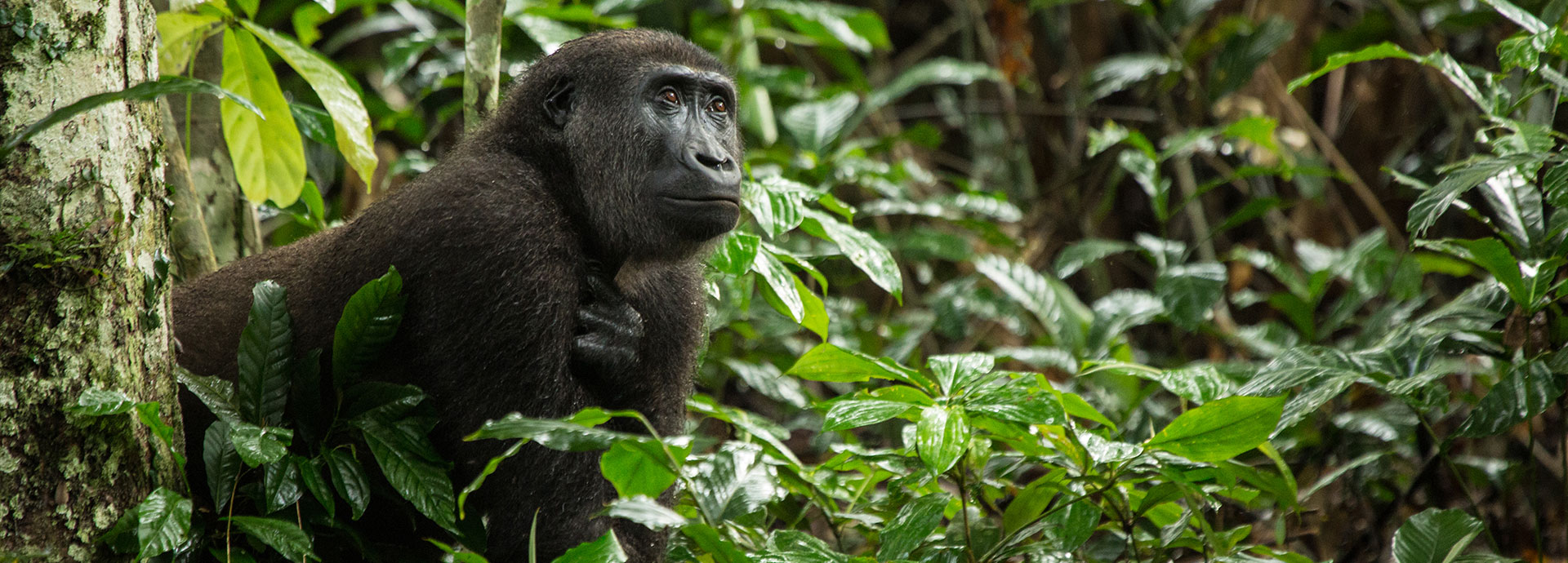 A sparkle in the gorilla's eye at Ngaga Odzala