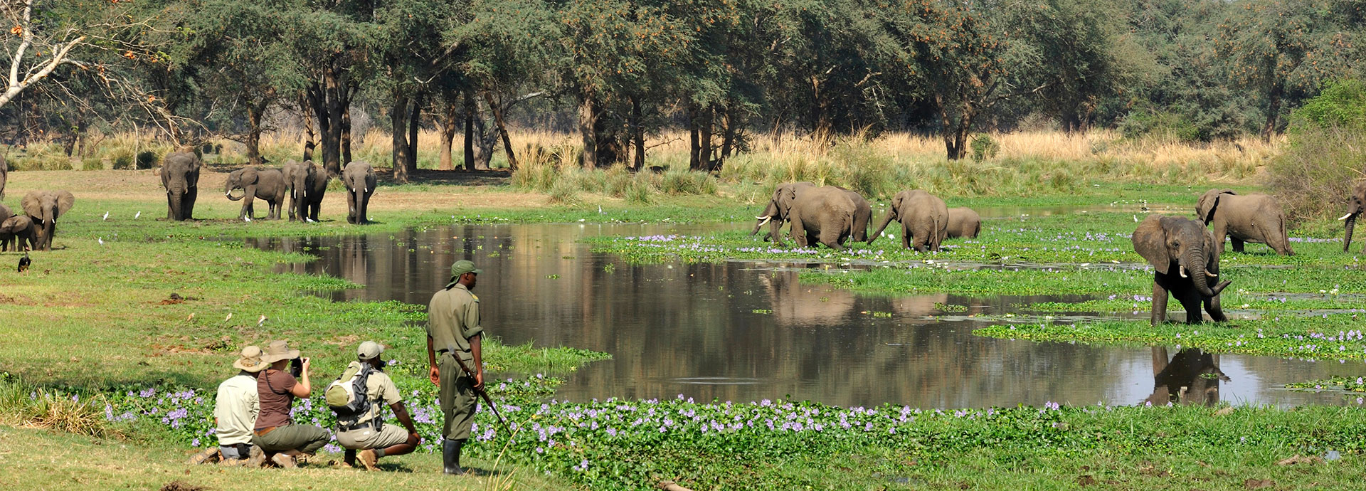 Tourists view elephant at a lagoon on a walking safari in Zambia