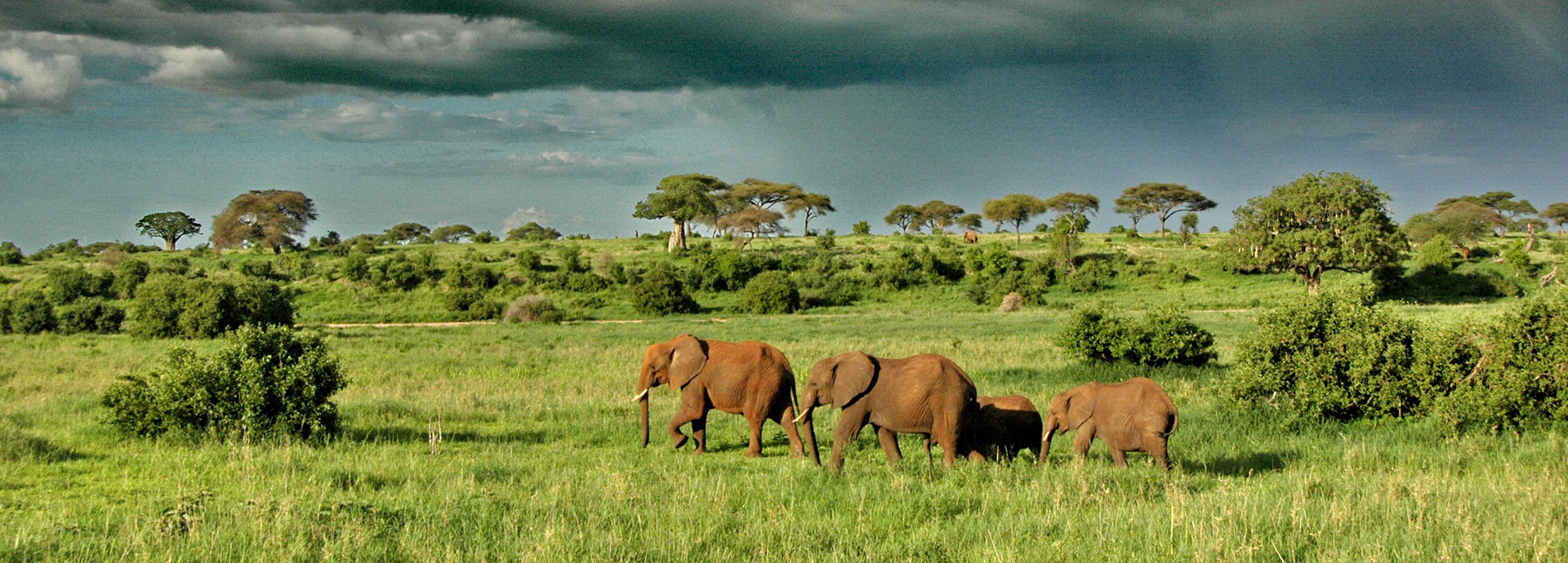 A herd of elephants on the green grass plains of Tarangire National Park with rain clouds in the distance