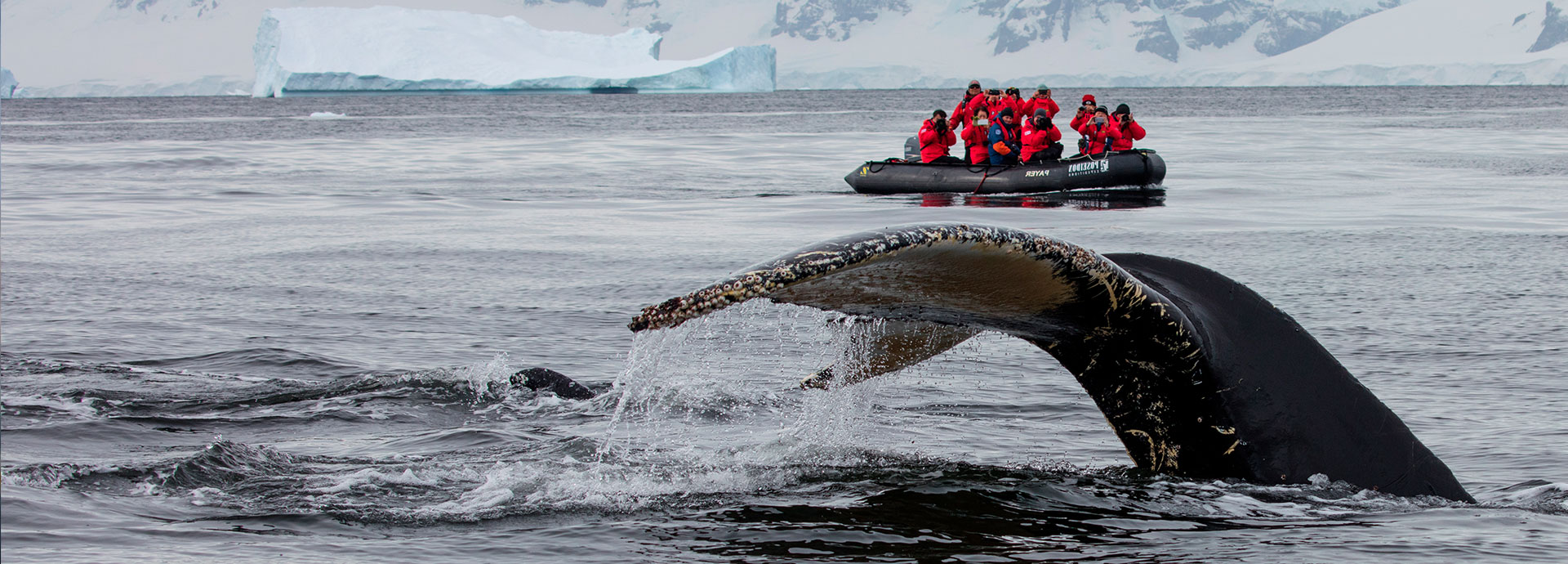 whale watching in Antarctica on a Poseiden Falklands South Georgia cruise