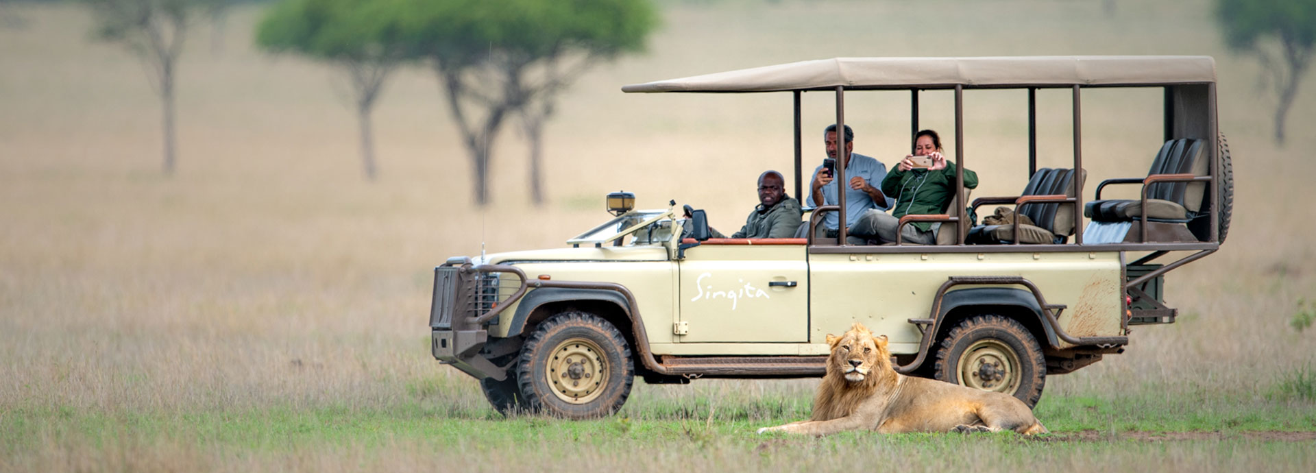 A four-wheel drive with guests taking photos of a lion on their Serengeti Safaris