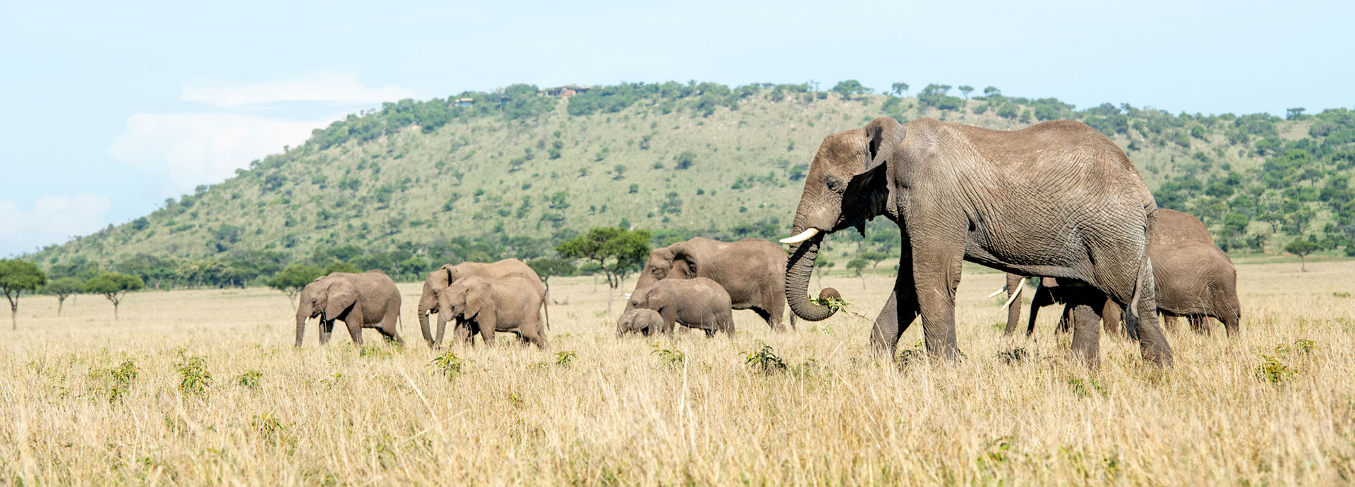 Elephant are a familiar sight on a Serengeti Safari