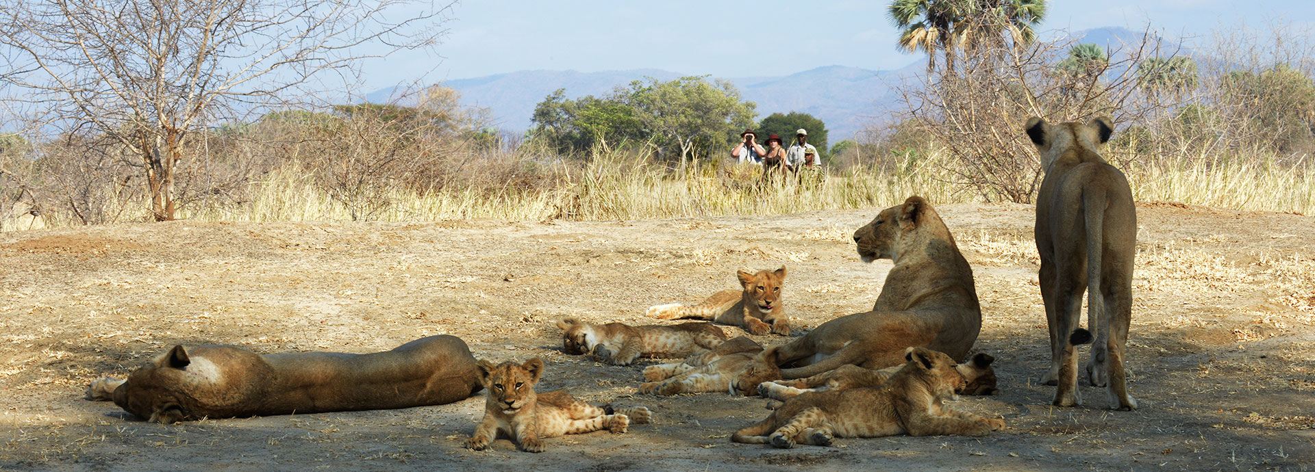 Tourists on a walking safari viewing a pride of lion on a African bucket list travel adventure.