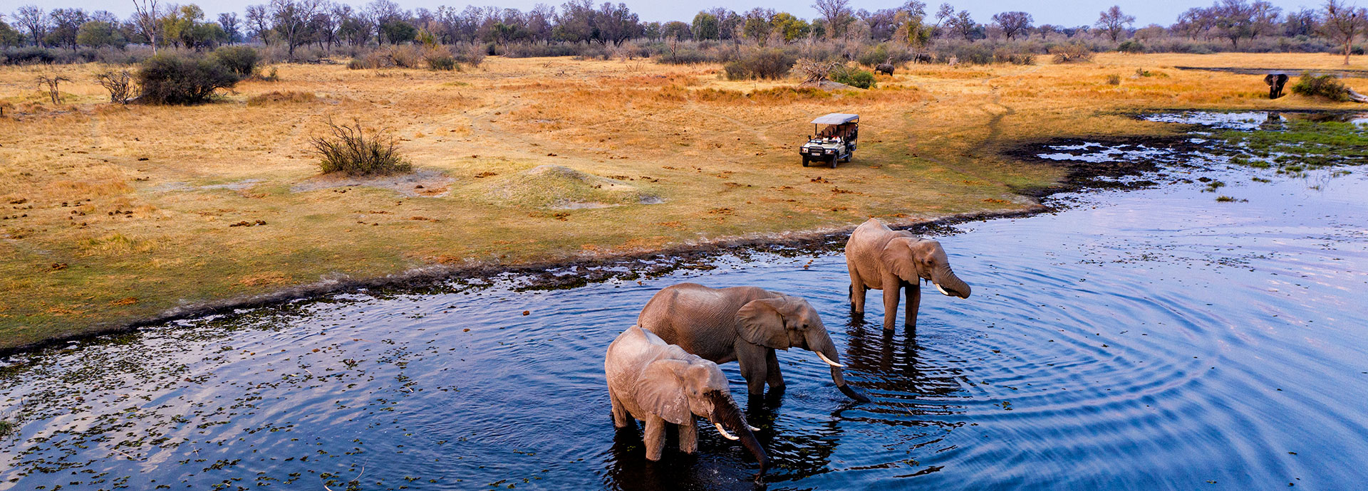Game drive along the delta rivers spotting wildlife such as elephant at Tuludi Camp in Botswana