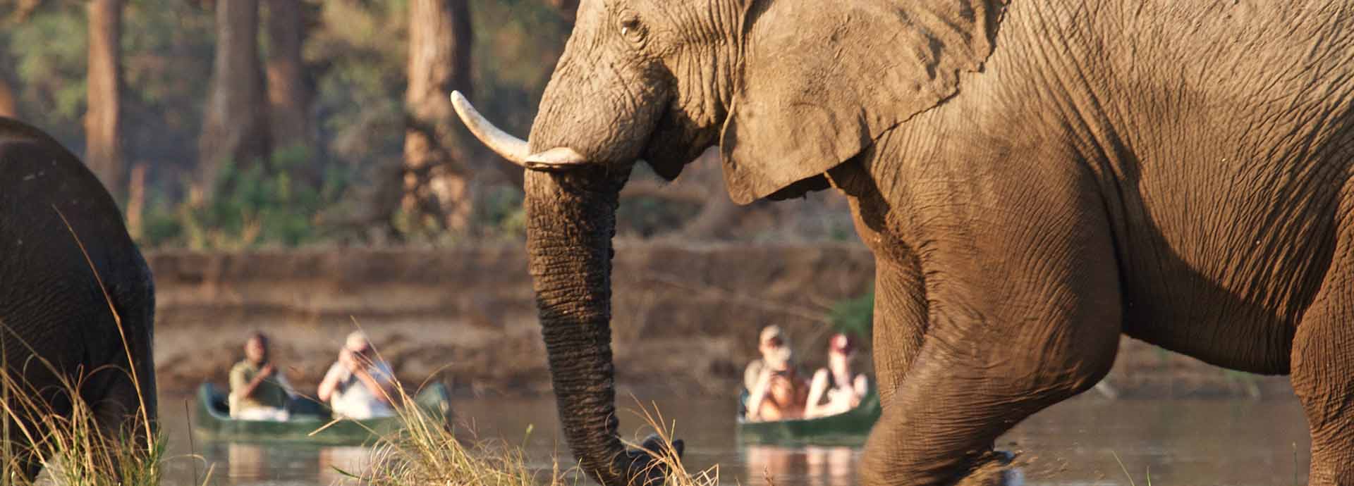 Enjoy a canoeing safari in search of local wildlife, like elephants, with Tusk and Mane