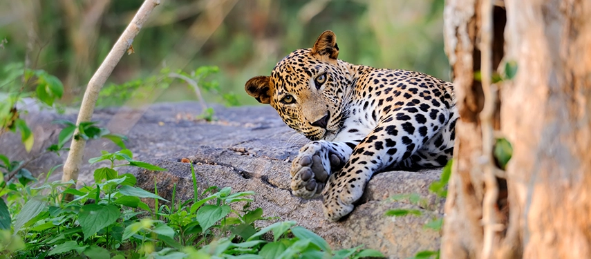Leopard resting on a rock surrounded by greenery in Sri Lanka’s wilderness.