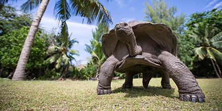Aldabra giant tortoise walking across tropical grass under palm trees.