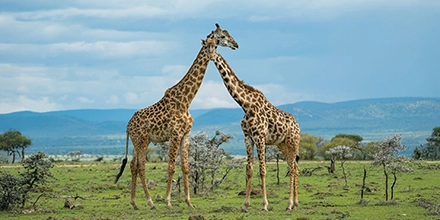 Two giraffes nuzzling on the open plains of the Masai Mara, captured against a dramatic sky and acacia-dotted landscape.