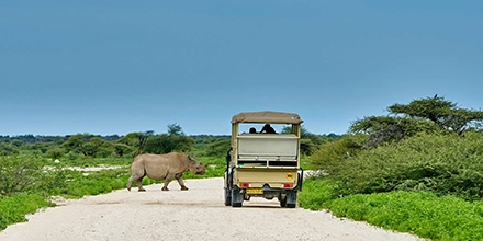 Safari vehicle encounters a rhinoceros on the road near Namutoni